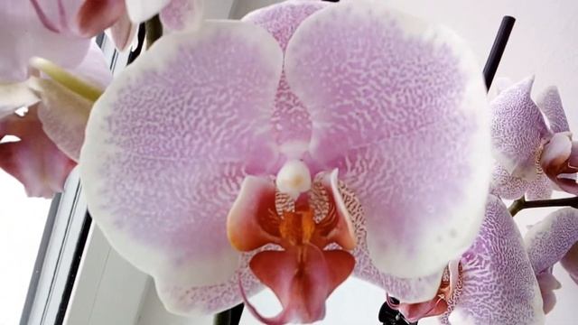 Мои новые орхидеи и хороший блюз. смотреть онлайн