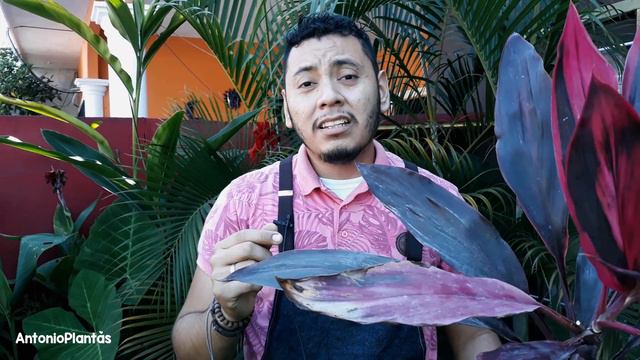 Muñeca Planta - Dracena - Cuidado de las muñecas y recomendaciones 🌿 смотреть онлайн