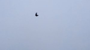 Голуби Гапонова Юрия -Новогодний Выпуск! +380 (95) 368 04 06, г.Селидово