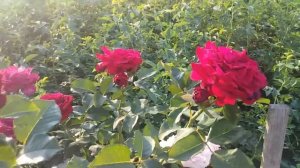 Мессир Дельбар