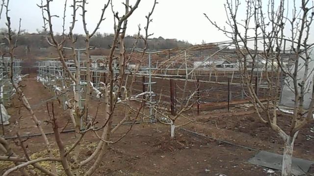 Виноград Приазовья