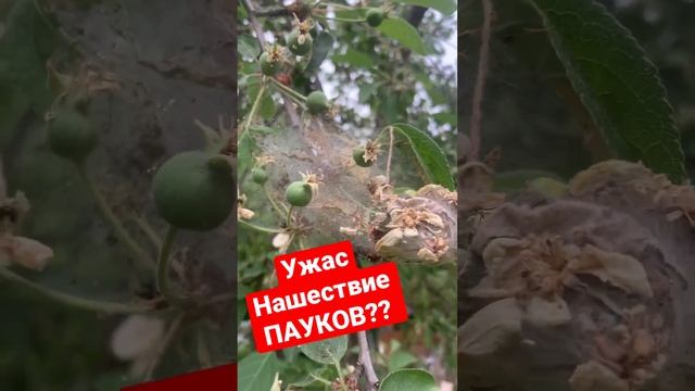 #екатеринбург #уралмаш #россия #дача #огород#садовод#яблоня#пауки#грядки#земледелие#яблоннаямоль смотреть онлайн