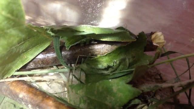 У меня дома живёт гусеница/все подробности в видео смотреть онлайн