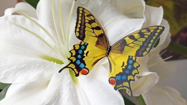 Бабочки для окна Ловец Солнца Махаон смотреть онлайн