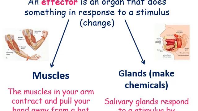 B5 LESSON 2 NERVOUS SYSTEM & RESPONSE TO STIMULI смотреть онлайн