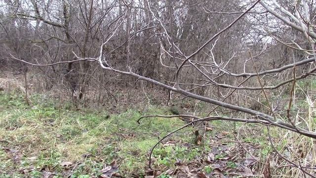 23_12_2019_ПРИШЛО ВРЕМЯ ВЫРУБАТЬ И СЖИГАТЬ.Гофицкое.Ставропольский край.mp4 смотреть онлайн