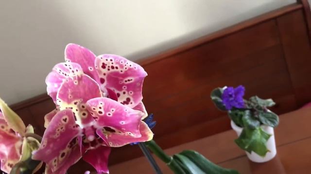New Phals смотреть онлайн