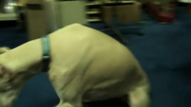 Albino Doberman Athena moaning in lab смотреть онлайн