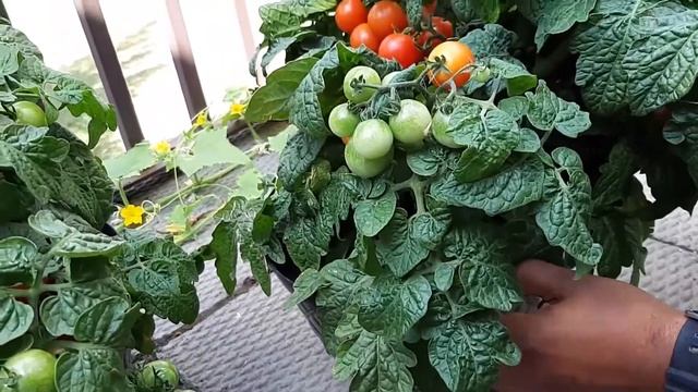 Balcony Gardening | Tiny Tim Tomato Harvesting смотреть онлайн