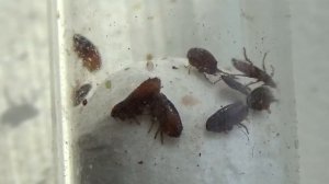 Живая Блоха Под Микроскопом:  Откуда Эта Ужасная Собачья Блоха Ctenocephalides canis?