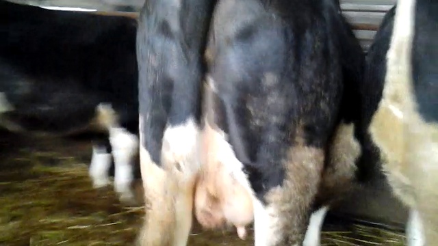 Чёрно-пёстрая молочная порода коров. Племенные породы КРС продажа 8965617005 WhatsApp смотреть онлайн