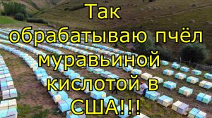 Так обрабатывают муравьиной кислотой пчел в США!