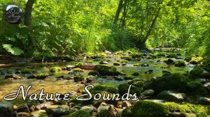 Звуки природы для отдыха и медитации