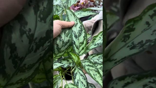 Интересные растения из Нидерландов / Агро-ОПТ Махачкала смотреть онлайн