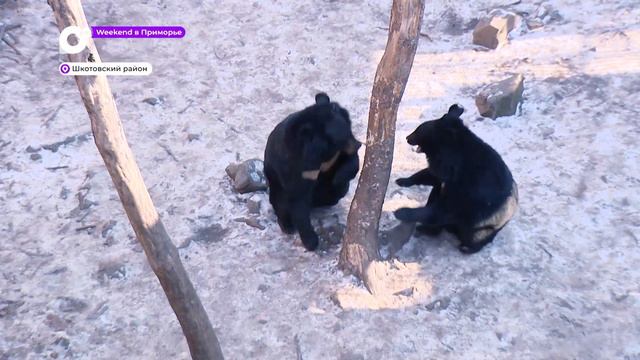 Weekend в Приморье / Каникулы в сафари-парке смотреть онлайн