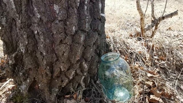 СОБИРАЕМ БЕРЁЗОВЫЙ СОК смотреть онлайн