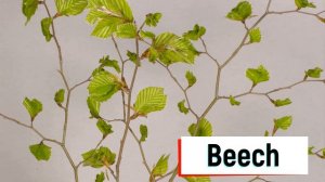 Names of trees with pictures and subtitles. Tree vocabulary in English.
