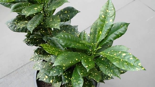 Aureo Maculatum - Rośliny doniczkowe do wnętrz смотреть онлайн