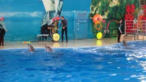 Дельфины видео: Прыжки дельфинов, песни дельфинов, как говорят дельфины, дельфины танцуют ламбаду