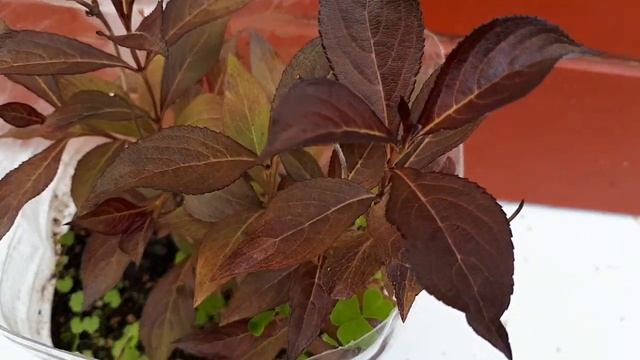 Золотые, бордовые и даже пестрые или колокольчато-цветастый звон в моем саду! смотреть онлайн