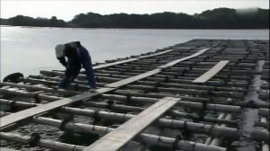 Как появляется жемчуг и из чего он состоит?