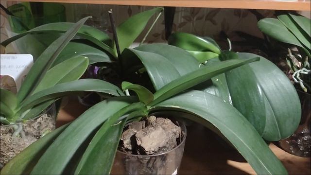 Всё о листьях Фаленопсиса.О чём они нам говорят. Пожелтение, трещины, болезни.... смотреть онлайн