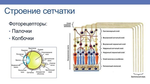 АНАЛИЗАТОРЫ. ЗРИТЕЛЬНЫЙ АНАЛИЗАТОР смотреть онлайн