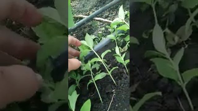 Черенкование гортензий весной смотреть онлайн