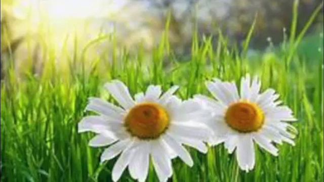 Jahan Rima Jahan Ripa смотреть онлайн