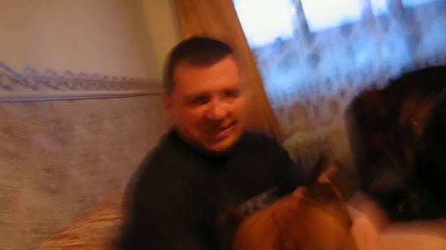 Собака породы боксер смотреть онлайн