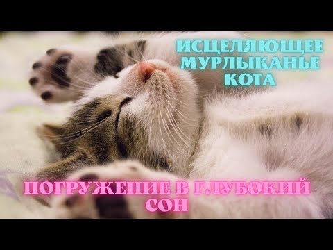 АСМР ЛЕЧЕБНОЕ МУРЧАНИЕ КОШКИ, ОТ БЕССОННИЦЫ, АНТИСТРЕСС. смотреть онлайн