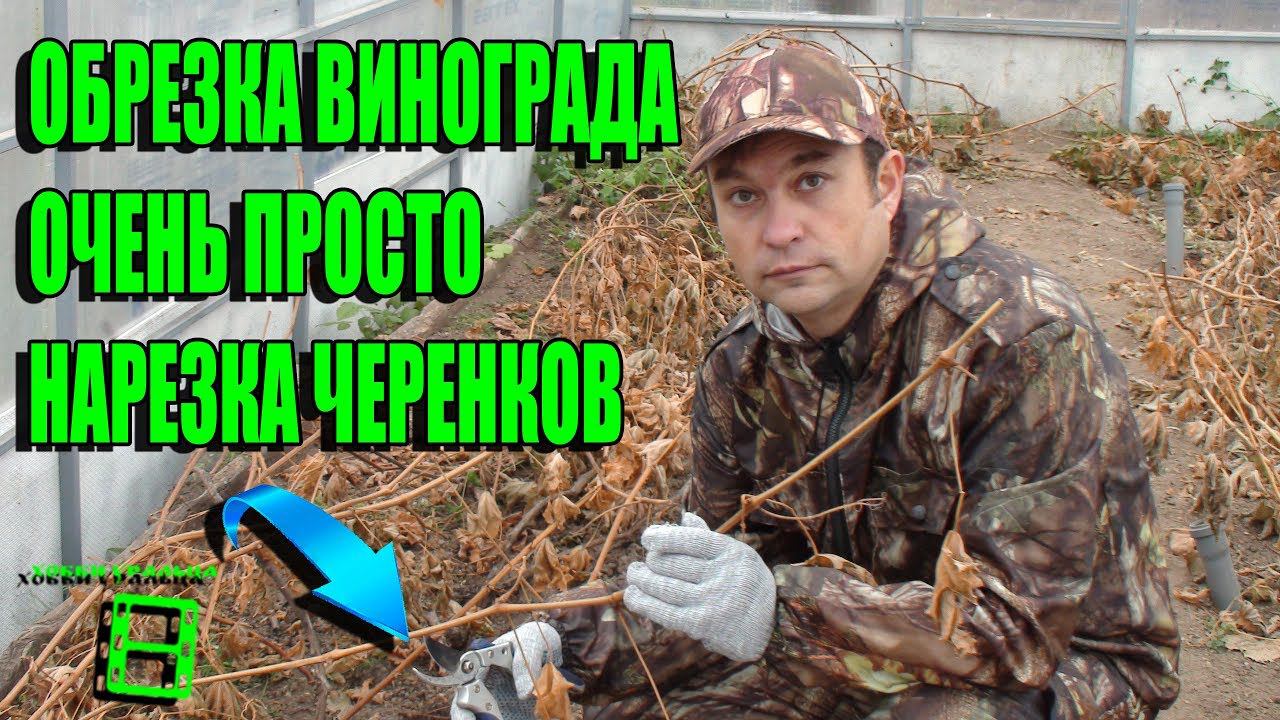 ОБРЕЗКА ВИНОГРАДА. ЗАГОТОВКА ЧЕРЕНКОВ. ПОДГОТОВКА К ЗИМЕ ЧАСТЬ 4. ВЫРАЩИВАНИЕ ВИНОГРАДА В ТЕПЛИЦЕ смотреть онлайн
