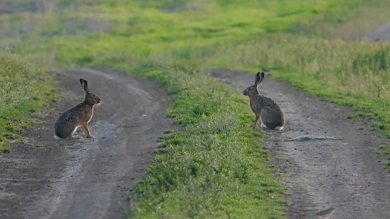 Два зайца на дороге смотреть онлайн