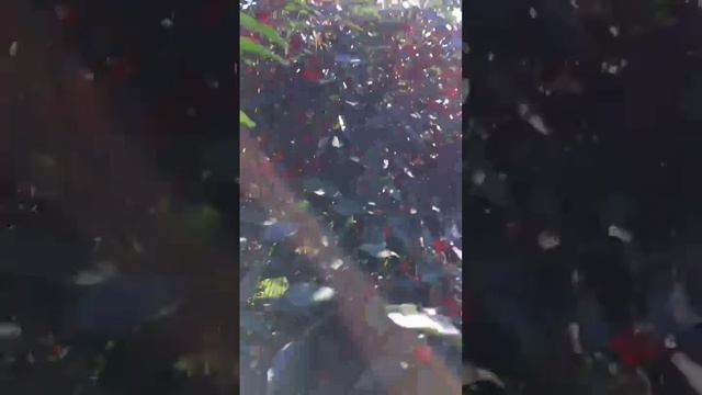 Вишня сорт Кармин Джуел из Канады. Засухоустойчивая и морозостойкая смотреть онлайн