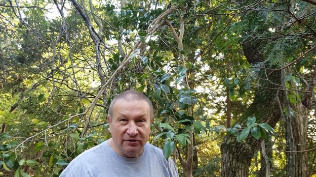 Camellia Fruits смотреть онлайн