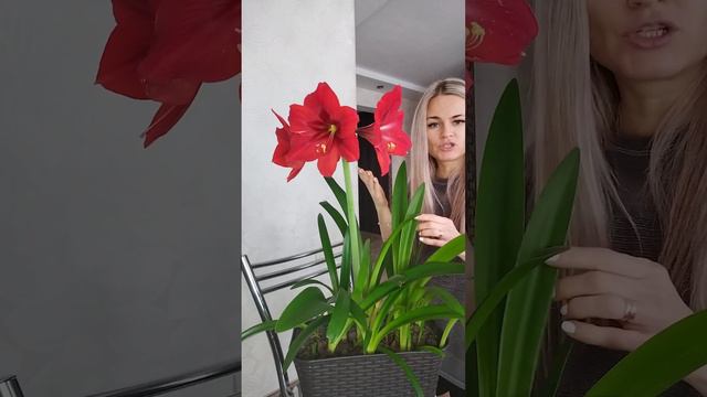 Гиппеаструм цветёт 2 раза в год! смотреть онлайн