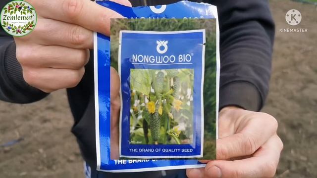 Посадка огурцов семенами в открытый грунт, 4000 семян за 4 часа. сорт Арктика F1. смотреть онлайн