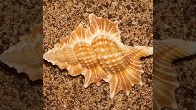 топ 7 красивых ракушек смотреть онлайн