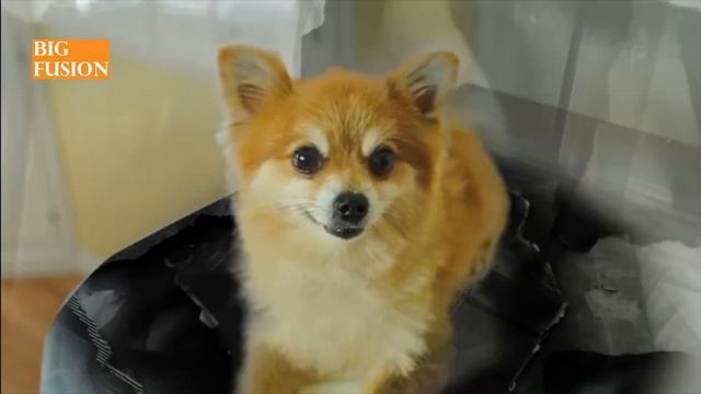 20 Funniest Doritos Dogs Crash The Super Bowl Contest Commercials смотреть онлайн