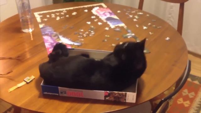 Сборник смешных видео с животными / Смешные приколы с котами смотреть онлайн