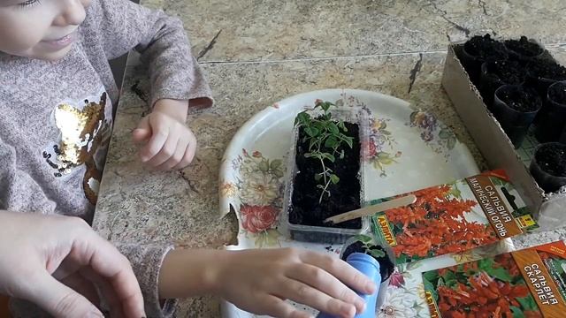 Сальвия. Пикировка , рассада сальвии 2019