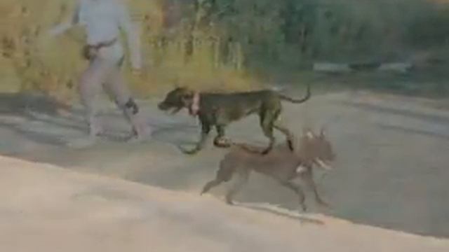 АПБТ СAPTAIN OF MY SOUL MIDNIGHT QUEEN "PIT MUST SURVIVE" (Пума) смотреть онлайн