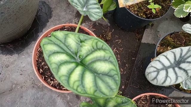Beberapa Jenis; Alocasia Frydex, Alocasia Stingray, Alocasia Dragon Scale, Senthe Varigata Dll