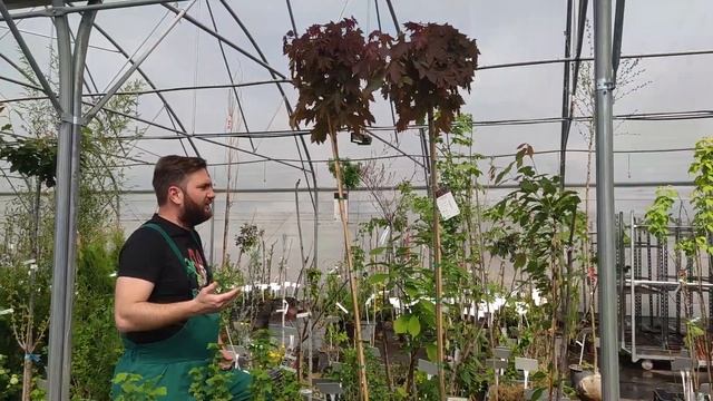 Juhar ami metszés nélkül is gömb koronájú | Acer platanoides 'Purple Globe' –Bordó, gömb korai juha смотреть онлайн