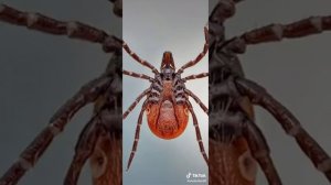 Полезная информация из тик тока как вытащить клеща