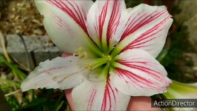Мои Гиппеаструмы в открытом грунте! My Hippeastrum #Hippeastrum смотреть онлайн
