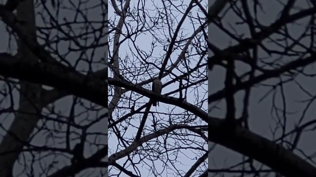 Хищник в городе! Похоже ястреб. смотреть онлайн