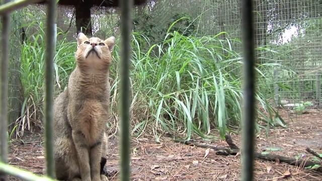 JUNGLE CAT - Species Spotlight смотреть онлайн
