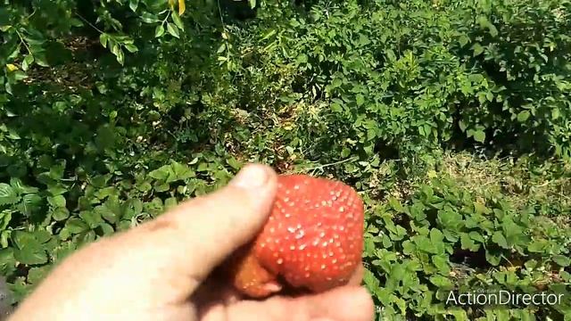 КЛУБНИЧКА, КРЫМСКАЯ ВИКТОРИЯ !!!!