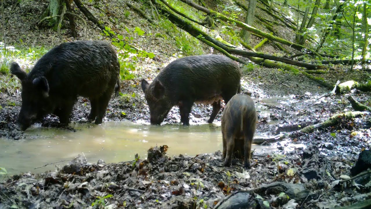 Дикие кабаны / Wild boars / Cinghiali смотреть онлайн
